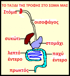 Προσχέδιο για επιδαπέδιο παιχνίδι: το παιδί-τροφή μπαίνει στο στόμα με ένα καλάθι - συστατικά τροφής, αφήνει τα  χρήσιμα συστατικά στο λεπτό έντερο και στο συκώτι και βγαίνει με τα άχτηστα συσταικά. 