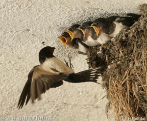 xelidoni-barn-swallow-29748