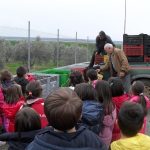 Τα παιδιά παρακολουθούν τους παραγωγούς να ξεφορτώνουν  τις ελιές από το φορτηγό και να τις χύνουν σε μεγάλα καφάσια. 