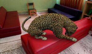 Leopard