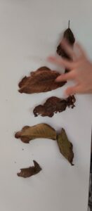 thumbnail IMG 0956 1