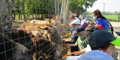 4ο ΕΡΓΑΣΤΗΡΙΟ ΔΡΑΣΤΗΡΙΟΤΗΤΩΝ- ΦΡΟΝΤΙΖΩ ΤΟ ΠΕΡΙΒΑΛΛΟΝ     “ΥΠΕΥΘΥΝΑ ΠΑΙΔΙΑ ΥΠΕΡΑΣΠΙΣΤΕΣ ΤΩΝ ΖΩΩΝ