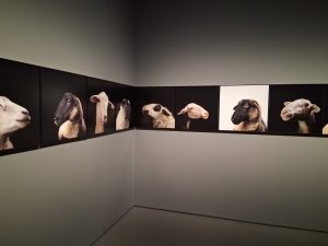 IMG 7698