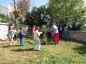 Φυτέψαμε δέντρα στην αυλή του σχολείου, για να αντικαταστήσουμε αυτά που υπήρχαν.