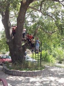 Δεν αφήσαμε ούτε δέντρο που να μη εξερευνήσουμε στο Αμπελικό.