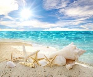 seashells-starfishes-beach-sea-sunshine-summer-sand-shells-star-beach-sea-sun-sand