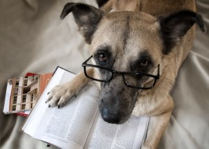 dog_reading_the_book_1dwhndpfd