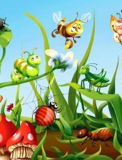 Insects_border