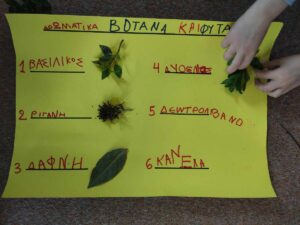 orca image 40967133.jpeg