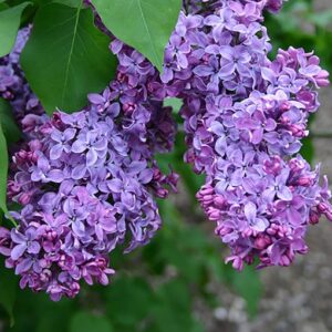 SYRINGA VULGARIS ΠΑΣΧΑΛΙΑ 1 510x510 1