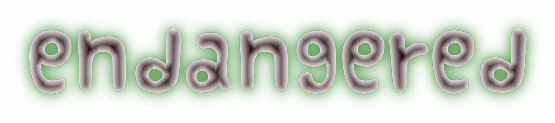 animated text 1