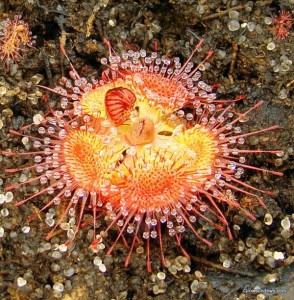 Drosera Glanduligera