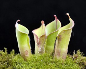 Heliamphora