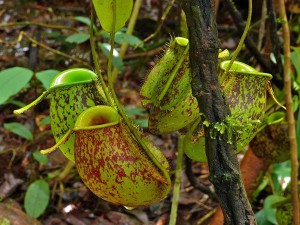 Nepenthes Ampullaria