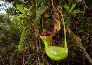 Nepenthes Lowii