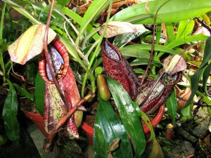 Nepenthes Rafflesiana