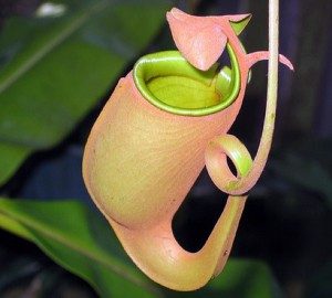 Nepenthes Βicalcarata