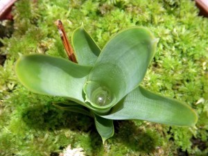 Protocarnivorous Bromeliads