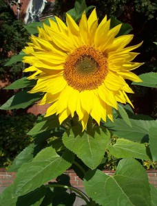 sunflower 2