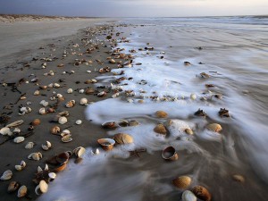 From Cumberland Island Georgia