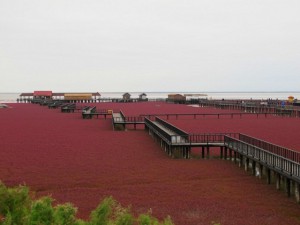 RedBeach4