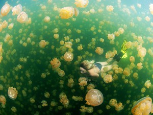 Swim with Jelly Fish - 2013-06-12_213488_sense-of-place.jpg