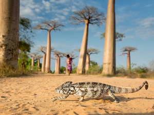 walking chameleon - 2013-06-16_214496_spontaneous-moments.jpg