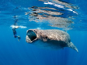 Whale shark feeding on bonito spawning, Isla Mujeres, Cancun, Yucatan, Mexico