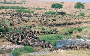 MasaiMara1