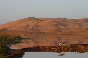 merzouga3