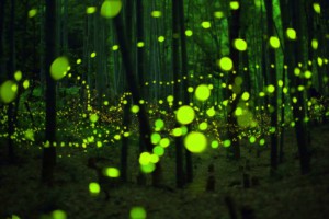 fireflies3