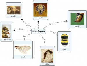 Η μέλισσα έχει