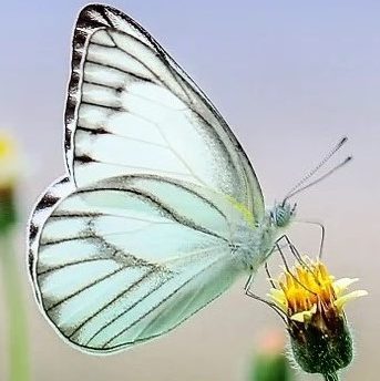 cropped butterflies 1127666 1280 1 1