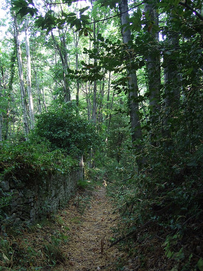 Mount Athos path alongside ivy covered remains of a wall