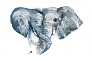 elephant1