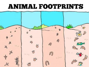 funny-animal-beach-dirty-footprints