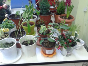 Τα φυτά των μαθητών