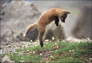 Leaping red fox