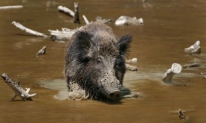 Wild_Boar_Habbitat_2