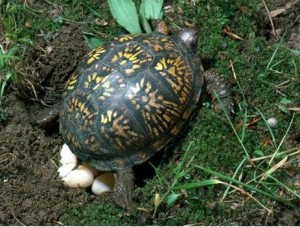 box_turtle_laying_eggs_3h5870