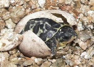 content_turtle2010FloridaHatchling