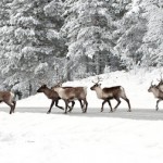 Lapland-Rovaniemi-Reindeer-Finland