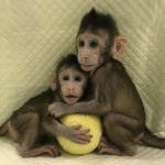 China Cloned Monkeys