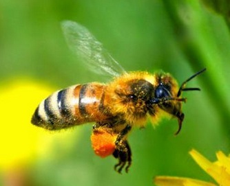 Η μέλισσα