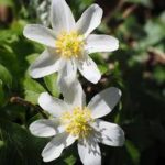 flowers white wood anemone