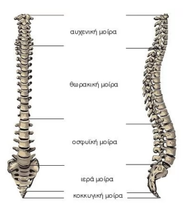 spine