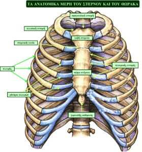 thorax