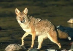 canislatrans