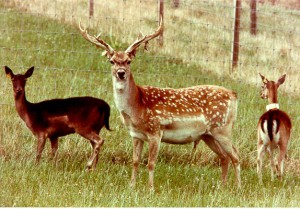 deer