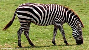 zebra_eating